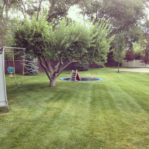 Backyard with a large tree, in-ground trampoline, swing set, and well-maintained grass lawn