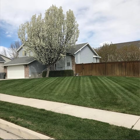 Residential house with white siding, blooming white flowering tree in front yard, striped green lawn, and concrete driveway