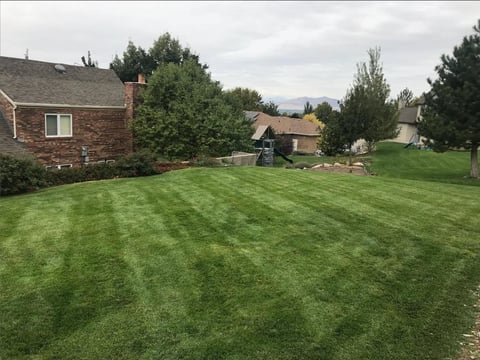 Large residential backyard with manicured green lawn, brick house on left, garden beds, and tree-lined suburban neighborhood in background