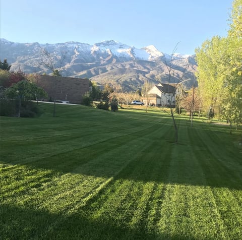 Spacious manicured lawn with a beige house in the distance, surrounded by trees and snow-capped mountains under clear blue sky