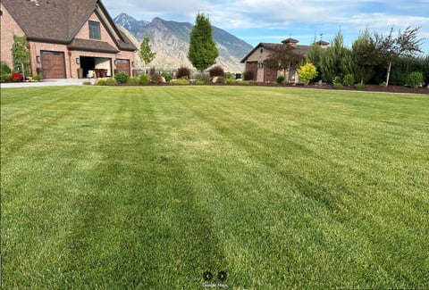 Well-maintained lawn with striped mowing pattern in front of residential houses with mountains in the background