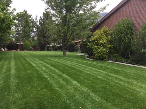 Well-maintained lawn with diagonal mowing stripes bordered by mature trees and brick residential building